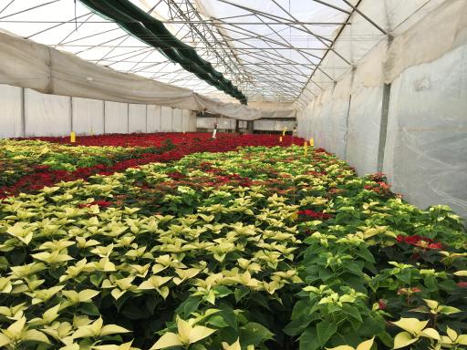 عکس گلخانه گلند (شانقی)