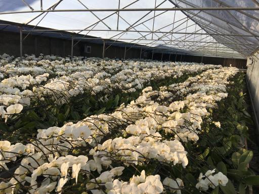 عکس گلخانه گلند (شانقی)