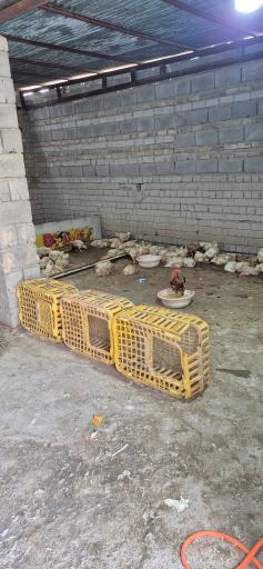 عکس مرغ فروشی عدالت