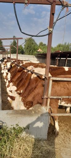 عکس گاوداری جعفری 