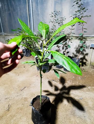 عکس گلخانه نیشا