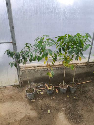 عکس گلخانه نیشا