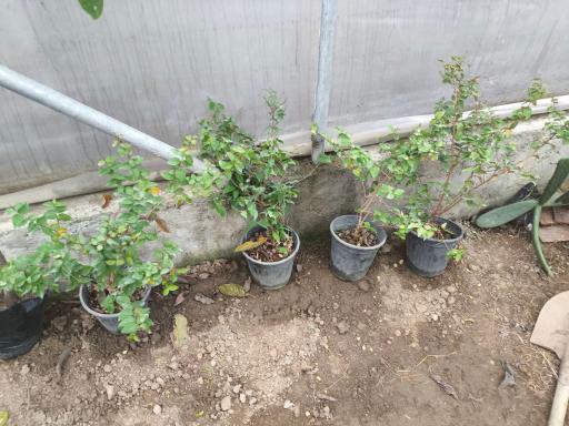 عکس گلخانه نیشا