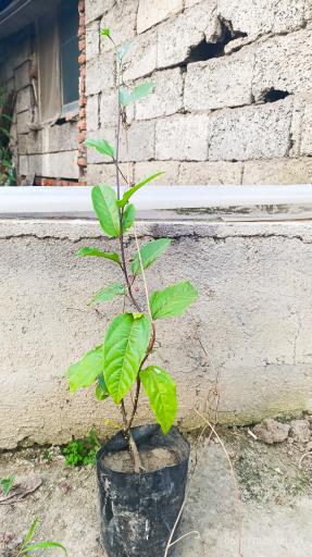 عکس گلخانه نیشا