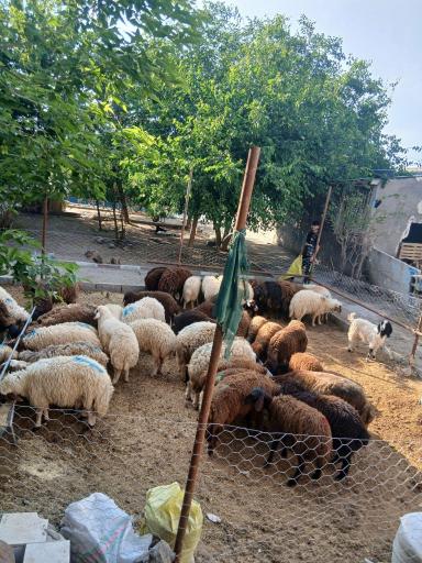 عکس دامداری جلالی 