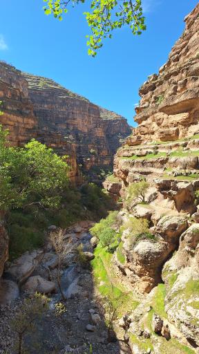 عکس تنگ شیرز