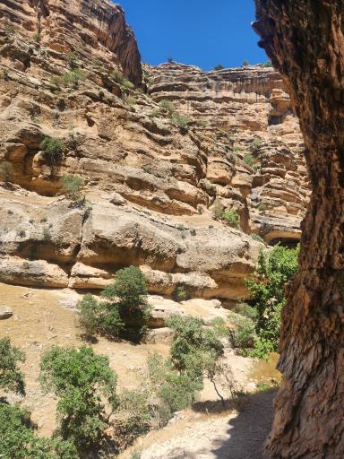 عکس تنگ شیرز