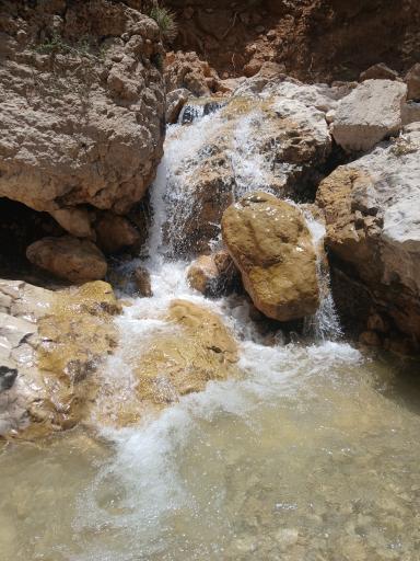 عکس گردو کنگک