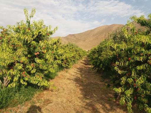 عکس خسبیجان