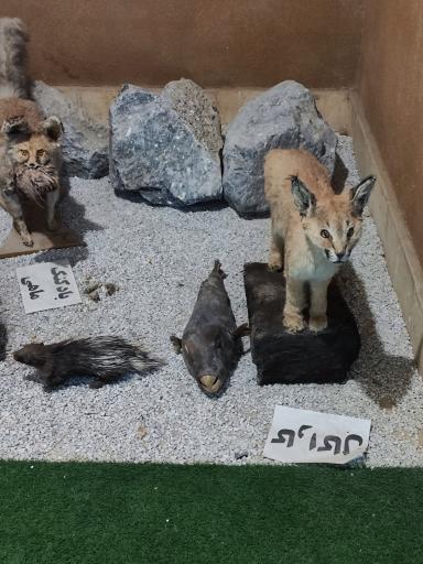 عکس موزه علوم طبيعي 