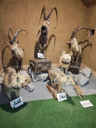 عکس موزه علوم طبيعي 