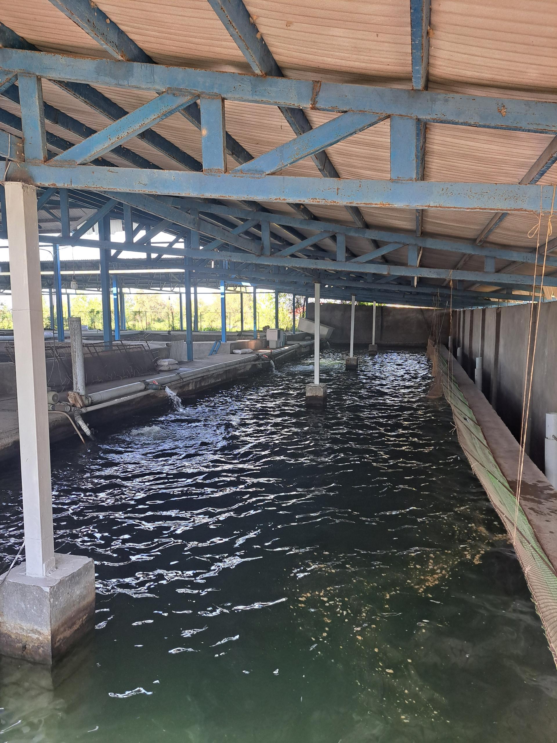 عکس مزرعه پرورش ماهیان خاویاری رستمی 