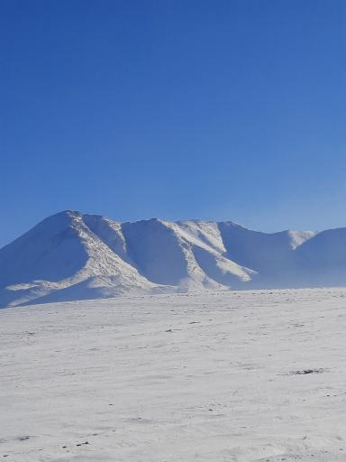 عکس کلاغ نشین