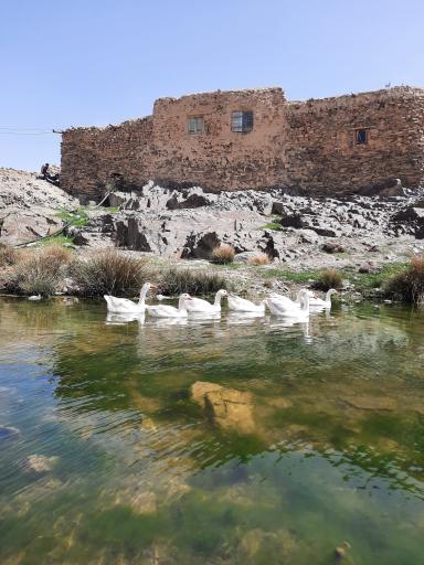 عکس کلاغ نشین