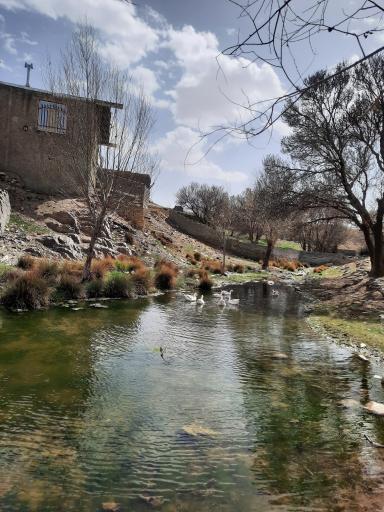 عکس کلاغ نشین