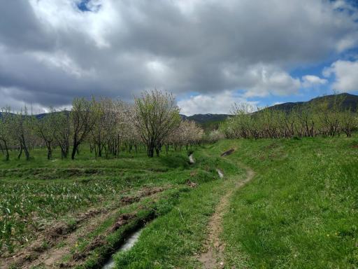 عکس خروس دره