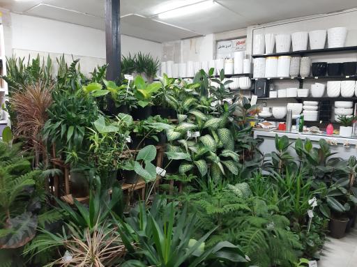 عکس دهکده گل قاسم آباد (نارسیس)