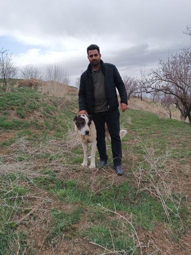 عکس خروس دره