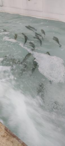 عکس ماهی زنده قزل‌آلا سالمون