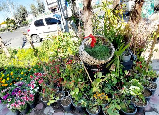 عکس شهر گل ۲ 