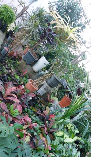 عکس شهر گل ۲ 