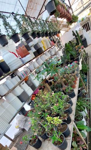 عکس شهر گل ۲ 