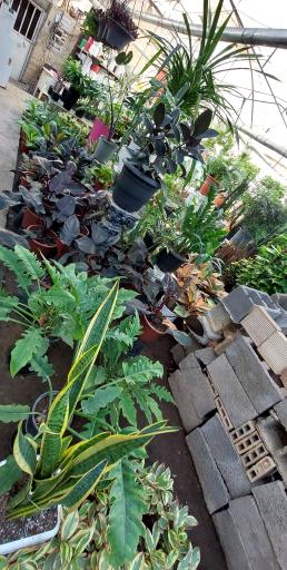 عکس شهر گل ۲ 