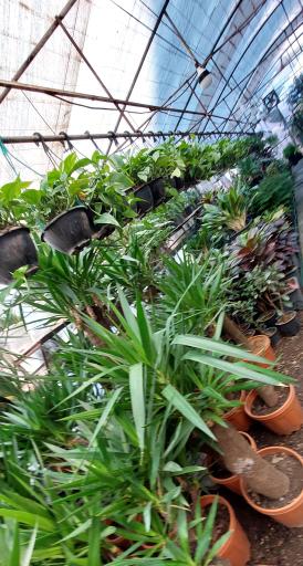 عکس شهر گل ۲ 