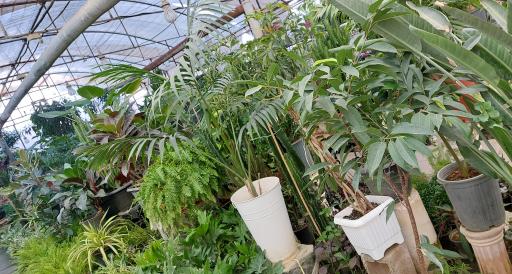 عکس شهر گل ۲ 