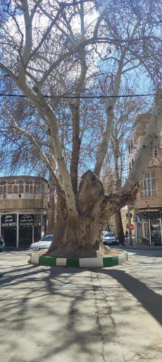 عکس چنار دوهزار ساله محلات