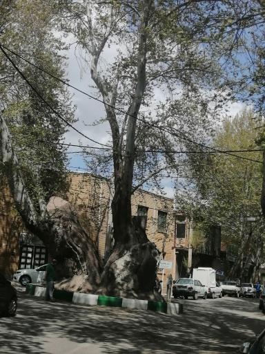 عکس چنار دوهزار ساله محلات