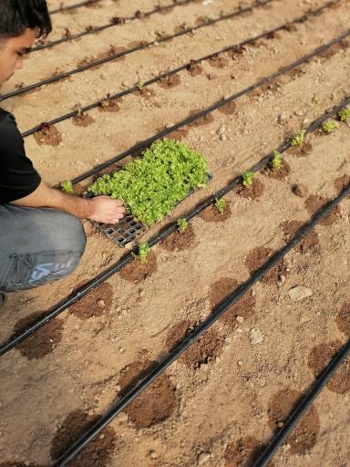 عکس گلخانه نصرتی