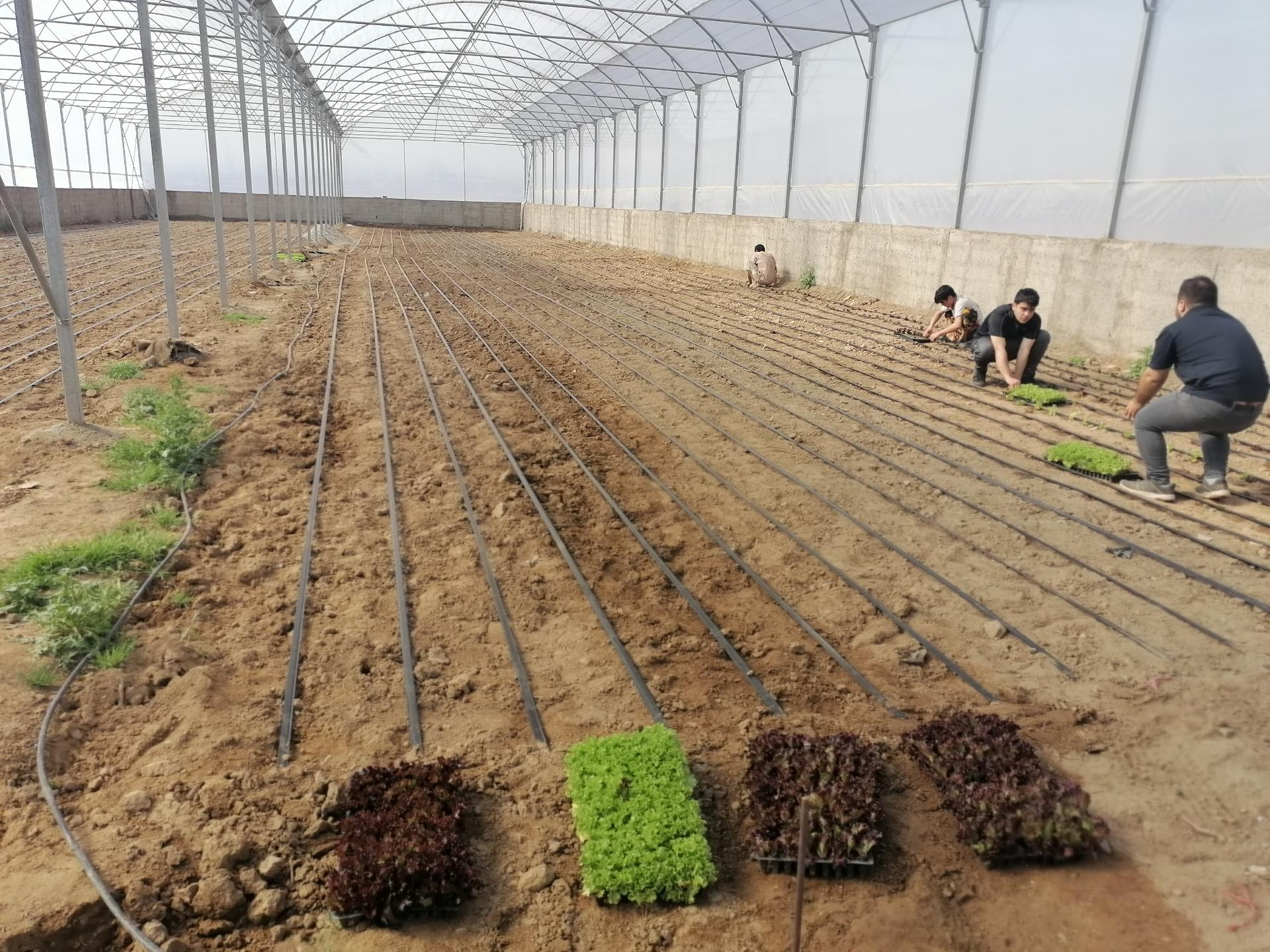 عکس گلخانه نصرتی