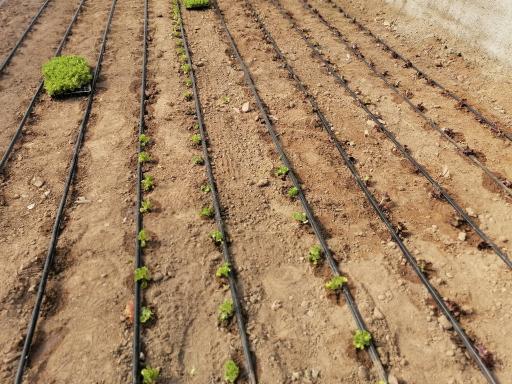 عکس گلخانه نصرتی