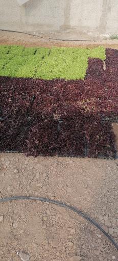 عکس گلخانه نصرتی