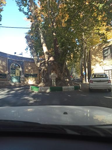 عکس چنار دوهزار ساله محلات