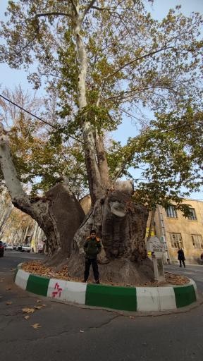 عکس چنار دوهزار ساله محلات