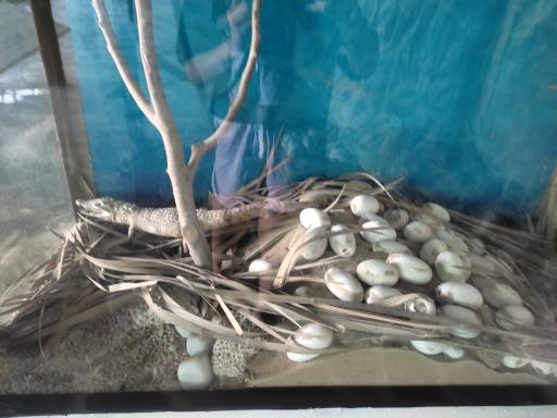 عکس سرزمین کروکودیل ها