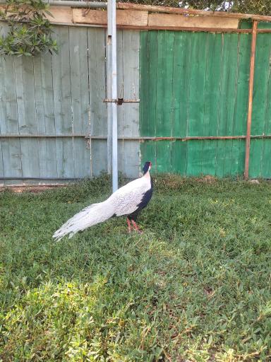 عکس سرزمین کروکودیل ها