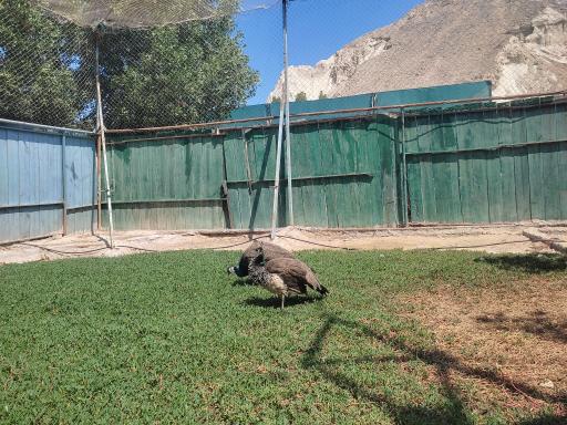 عکس سرزمین کروکودیل ها