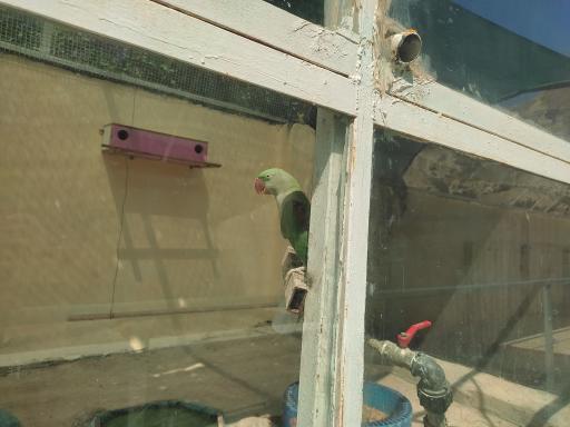 عکس سرزمین کروکودیل ها