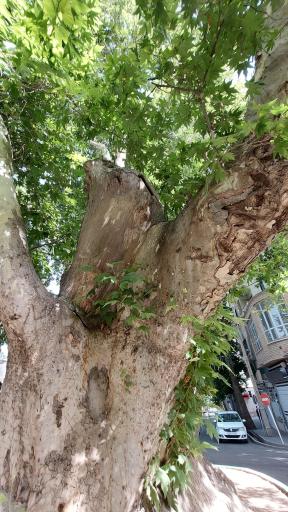 عکس چنار دوهزار ساله محلات