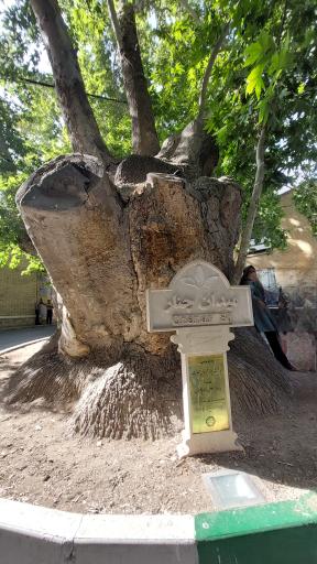 عکس چنار دوهزار ساله محلات