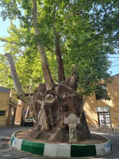 عکس چنار دوهزار ساله محلات