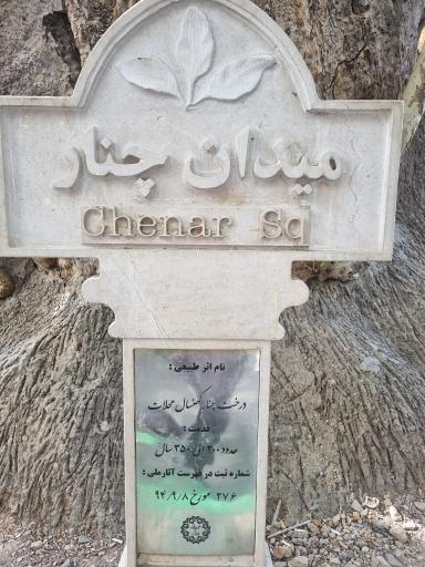 عکس چنار دوهزار ساله محلات