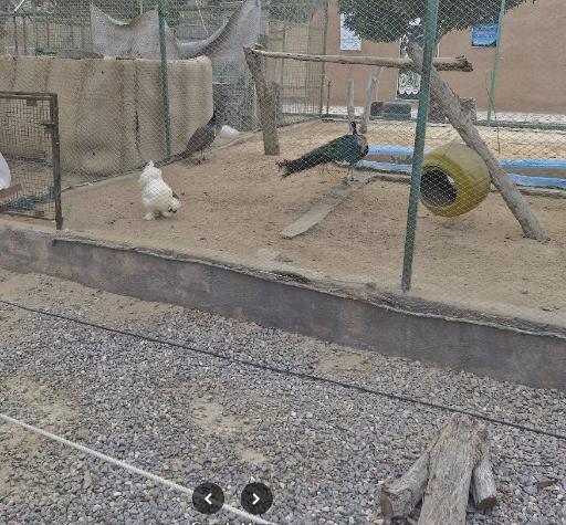 عکس سرزمین کروکودیل ها