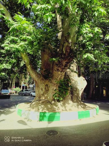 عکس چنار دوهزار ساله محلات