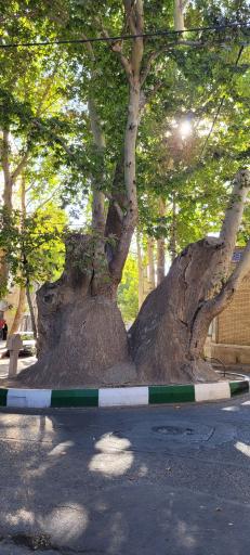 عکس چنار دوهزار ساله محلات