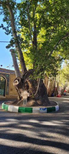 عکس چنار دوهزار ساله محلات