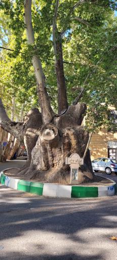 عکس چنار دوهزار ساله محلات